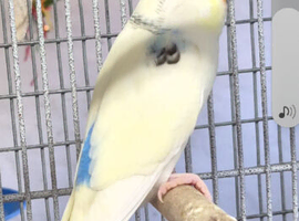 Violet/ pied baby budgies