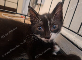 1 beautiful boy kitten left