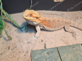 Female bearded dragon