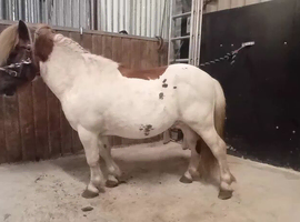 Mini shetland stallion