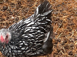 WYANDOTTE BANTAM COCKEREL