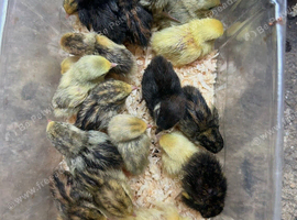 Button quail chicks and adults