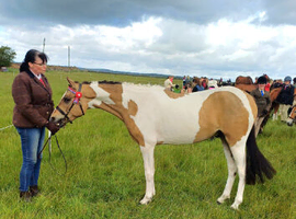 Beautiful part bred arab gelding