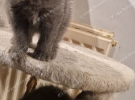 Ragdoll cross