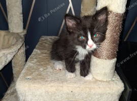 4 kittens 3 girls 1 boy ready to go 10 weeks old