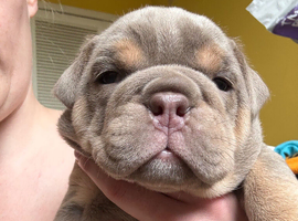 KC English bulldogs