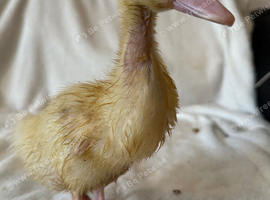 Cherry valley duck