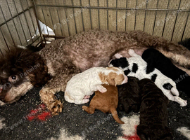 F1BB Cavapoos ready now 1 girl 2 boys