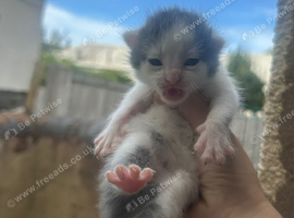 Mixed breed kittens