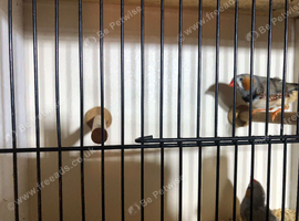 2x normal cock birds