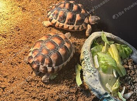 Marginated tortoises