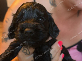Cockapoo Fb1 blue roan and golden and white roan