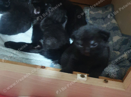 2 10 week old black kittens