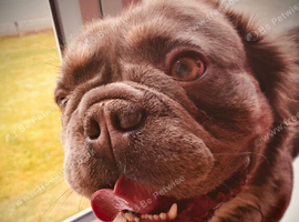 2 year old fluffy French bulldog