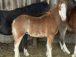 Welsh a type colts