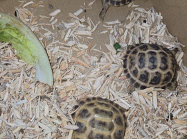 Tortoise