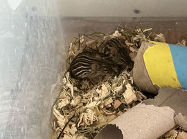 Zebra striped Barbary grass mice