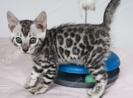 Gorgeous Silver Black Rosette Bengal Boy Kitten