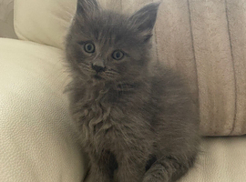 Mainecoon/Ragdoll Grey Male Kitten