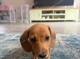2 miniature dachshund boys