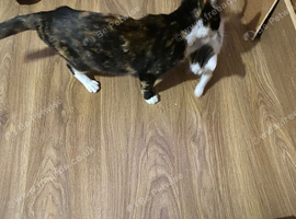Beautiful female kitten