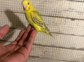 Budgies for sale