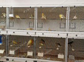 Canaries/canary