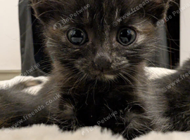 Tiny Tortoiseshell Female Kitten With a Big Personality - Loving Home Wanted