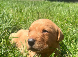 Beautiful Deep Red Labs