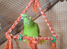 Proven pair yellow naped amazons