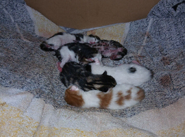 Kittens for sale tacken deposits now