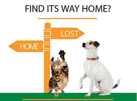 Microchipping your Puppies or Kittens