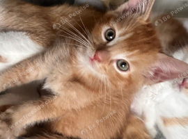 3 Kittens : REHOME NEEDED ALLERGIES