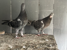 I have 2 pairs. Iraq  pigeons