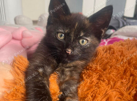 One girl looking for loving home
