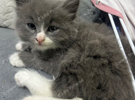 Cute British short hair x domestic short hair kittens
