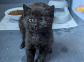 Beautiful Kittens wanting 5 star homes