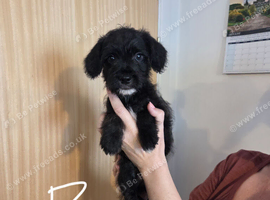 French bulldog x Bichon frise puppies