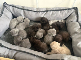 2 Litters of Stunning Kittens - British Shorthair & Ragdoll Lines