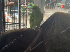 Yellow-naped Amazon Parrot