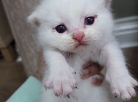 Bshx Persian kittens  ️