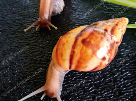GIANT AFRICAN LAND SNAILS WITH FULL BIOACTIVE SET UP STARTER KIT