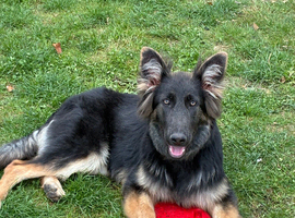 7 month old female German shepherd