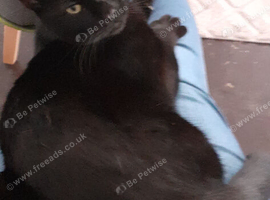 black male cat