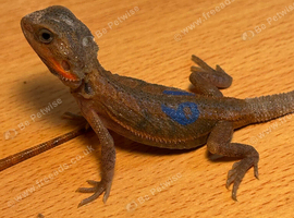 Beautiful baby bearded dragons