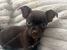 Chihuahua x Patterdale