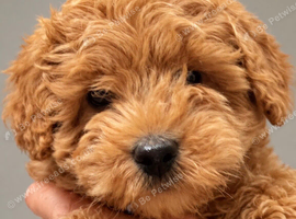 Beautiful cockapoo pups ready now