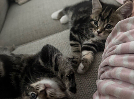 3 kittens ready to be rehomed