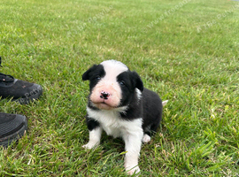 border collie pups both parents ISDS registered