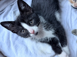 3 lovely kittens looking for new homes